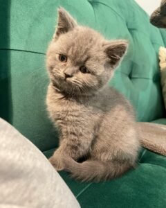 RILEY / MALE