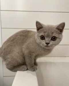 RUBY / FEMALE