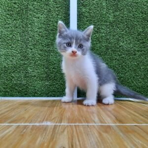BENNY / MALE