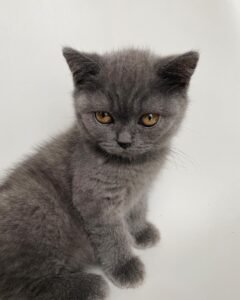 COOPER / MALE