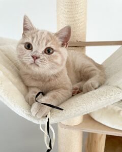 DAISY / FEMALE