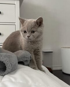 GINO / MALE