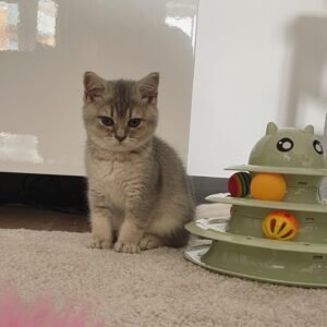MAX / MALE
